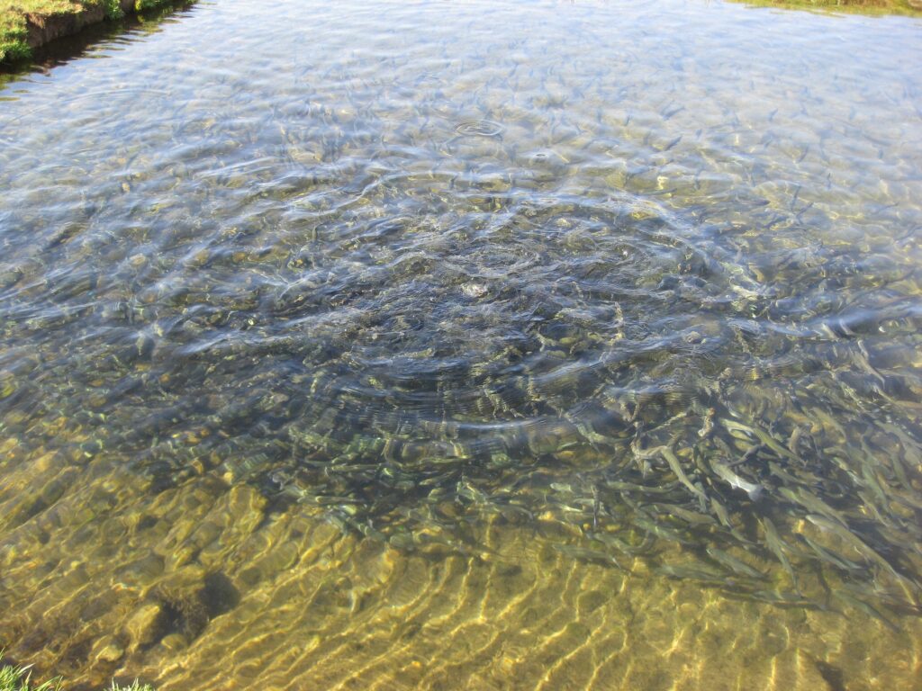 Hergetsfeld