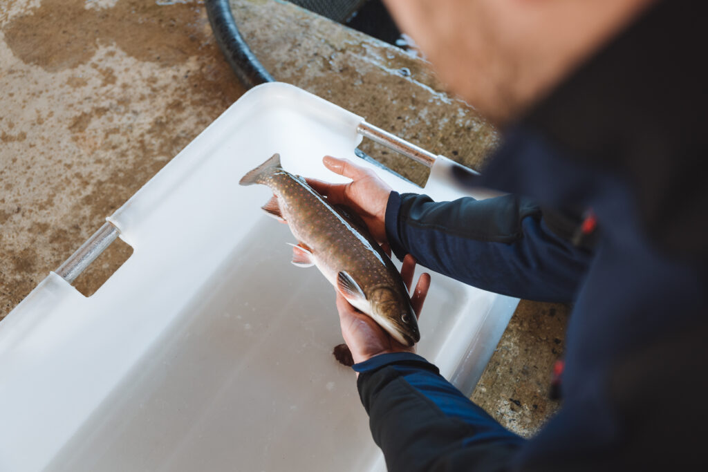Saibling: Ein Schatz der hessischen Fischzucht