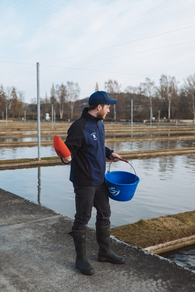 Handfütterung in hessischen Fischzuchten: Präzision und Erfahrung für gesunde Fische