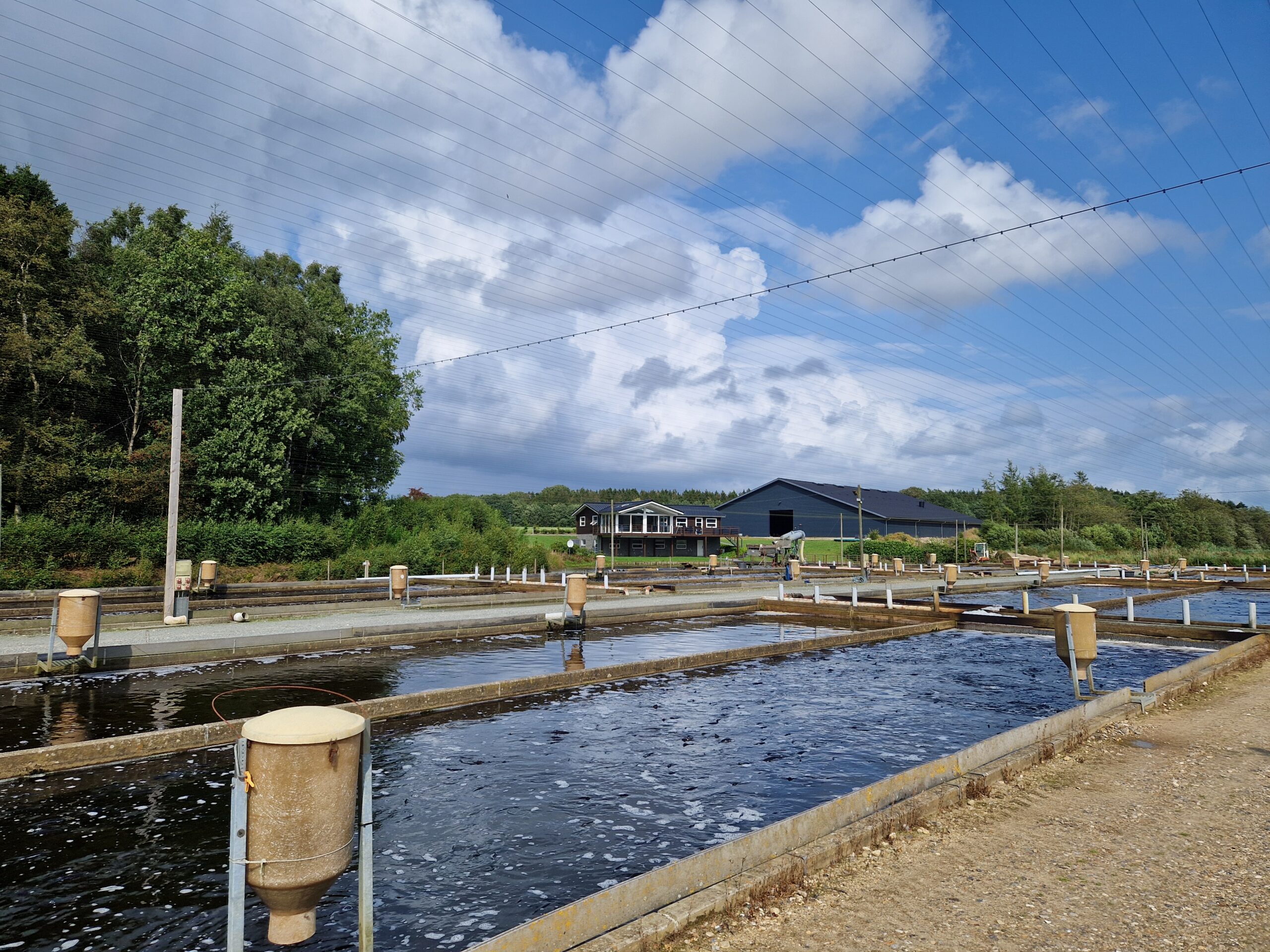 RAS Anlagen Forellen