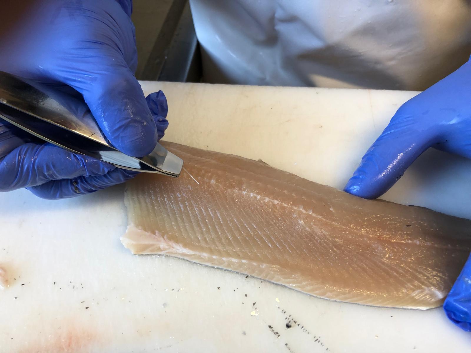 Forelle filetieren Fisch filitieren