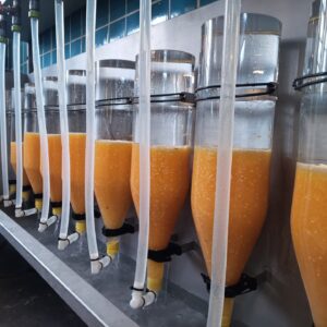 Erbrütung von Saiblingen