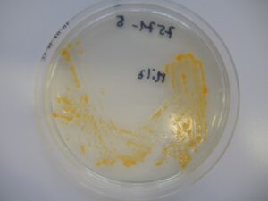 Flavobacterium psychrophilum