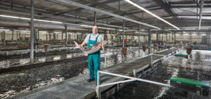 nachhaltige Kaviar Produktion