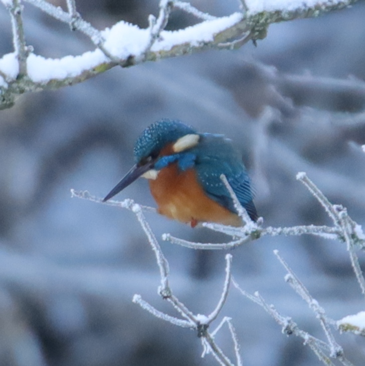 EisvogelNATUR