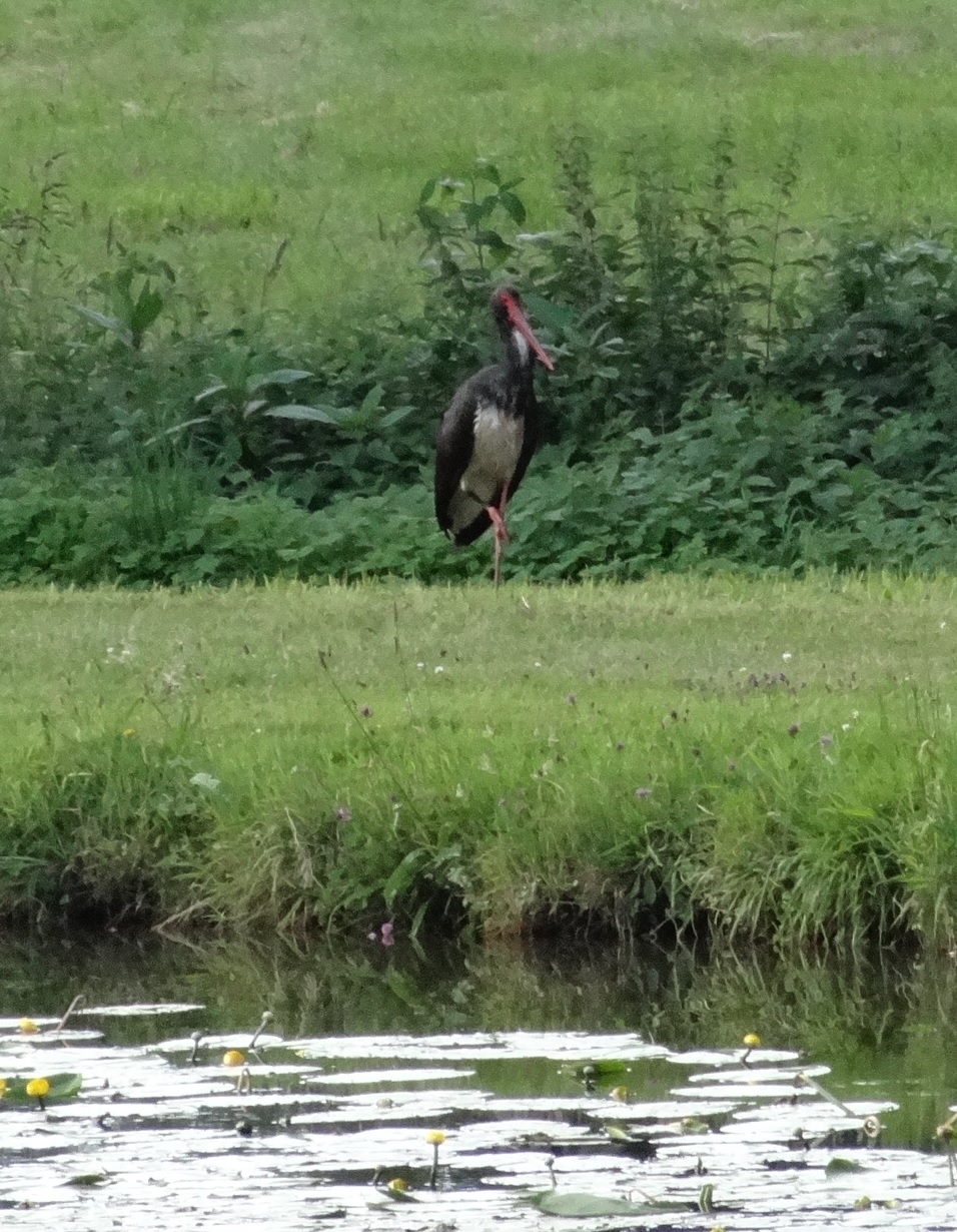 Vögel an Fischteichen