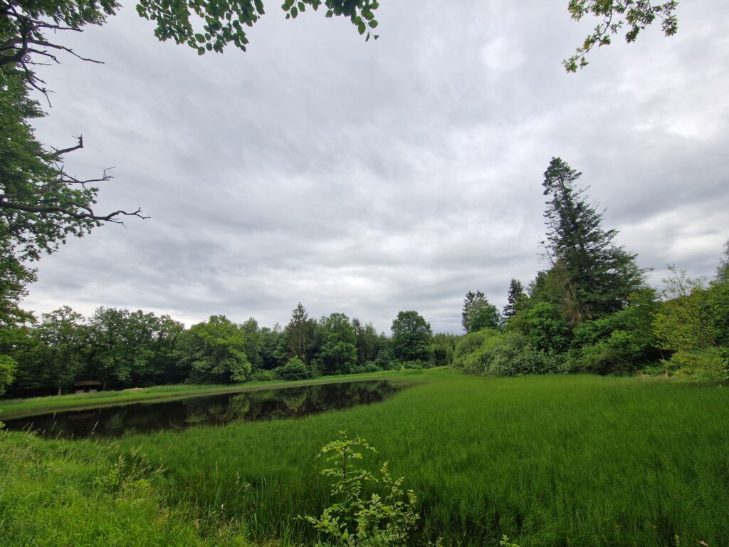 bewirtschafteter Karpfenteich
