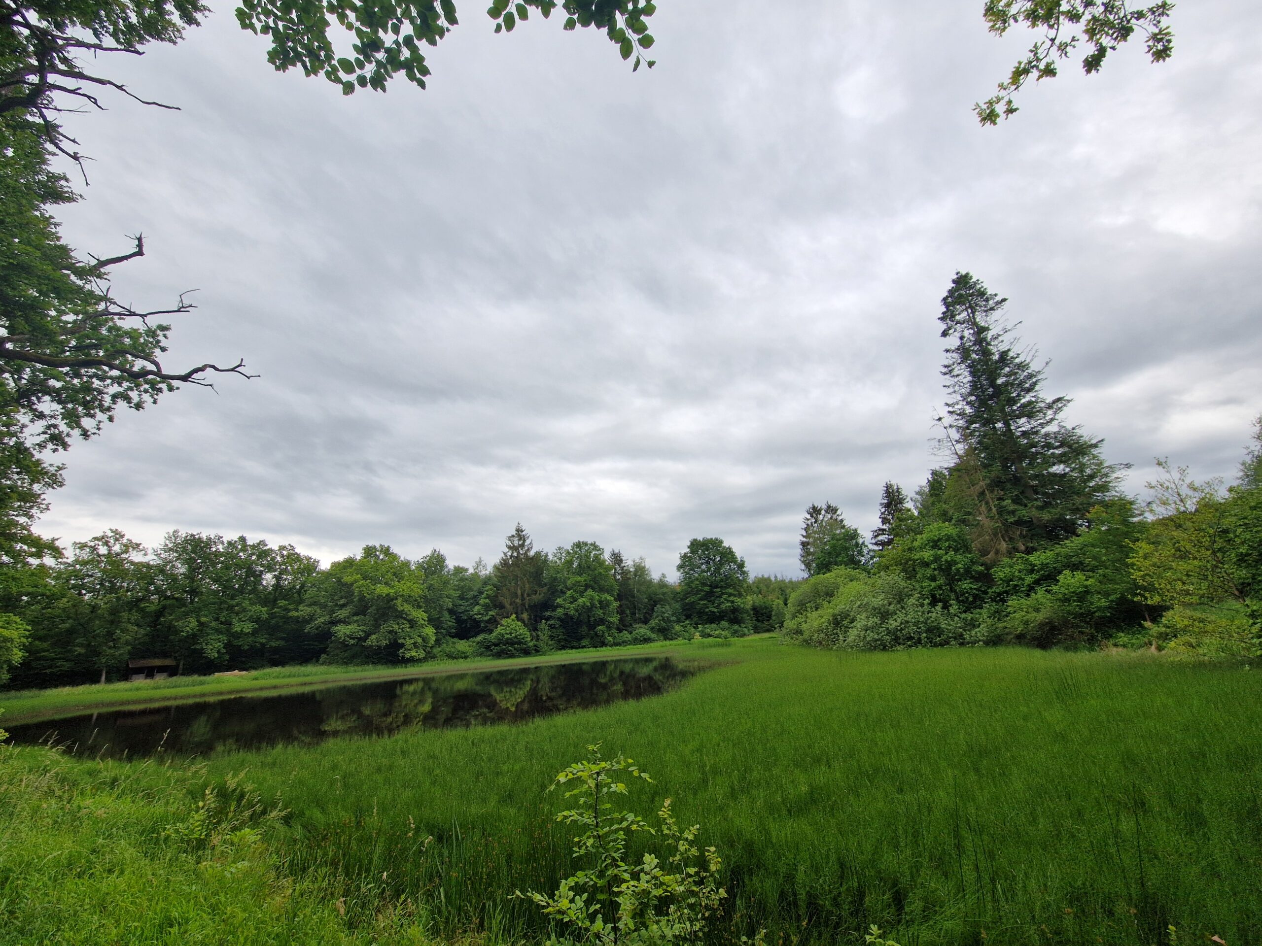 bewirtschafteter Karpfenteich